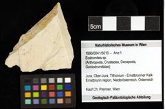 Foto (Objekt + Etiketten) von Eodromites sp. 